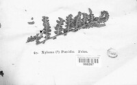 Xyloma pteridis image